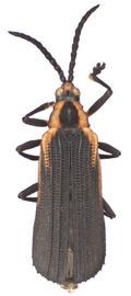   Chalepispa  habitus. 